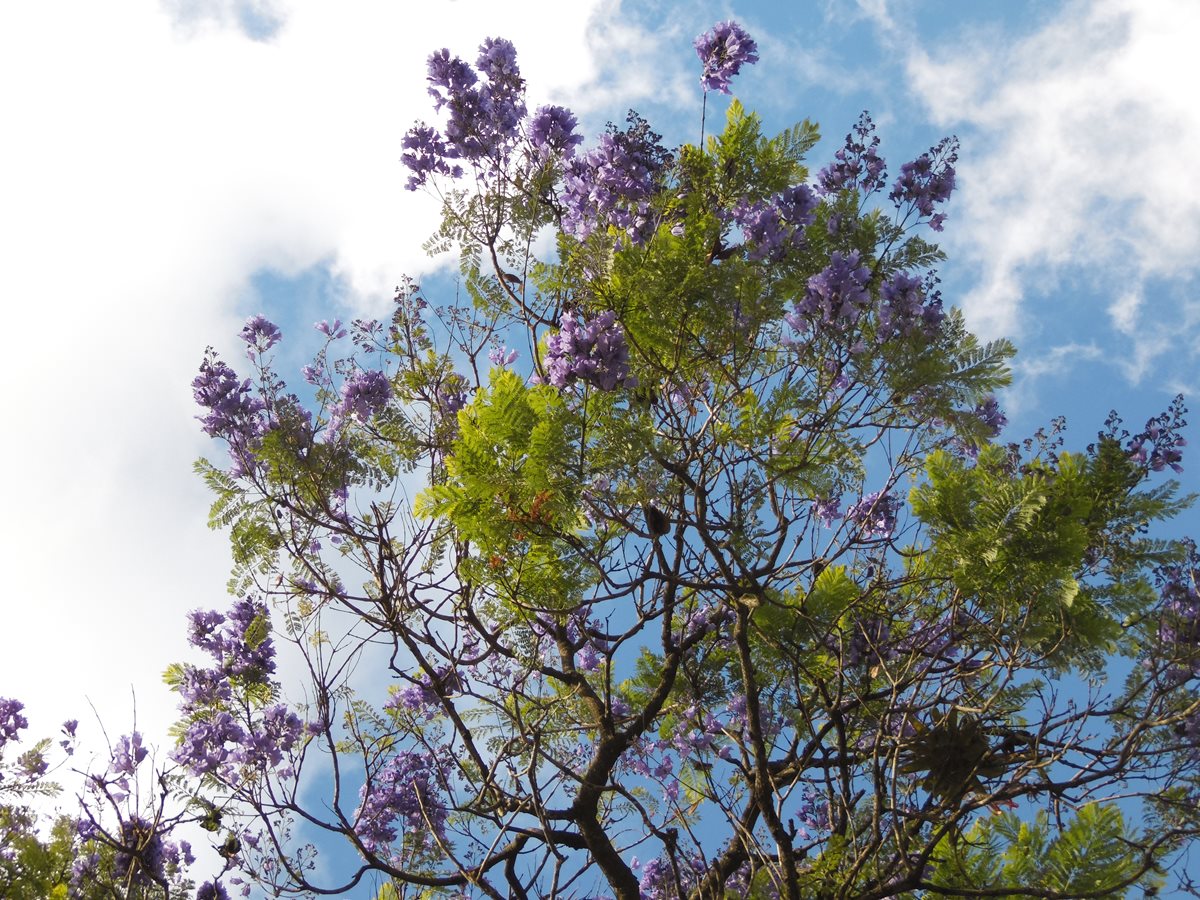 El color morado predomina durante la Cuaresma. (Foto Prensa Libre: Néstor Galicia)