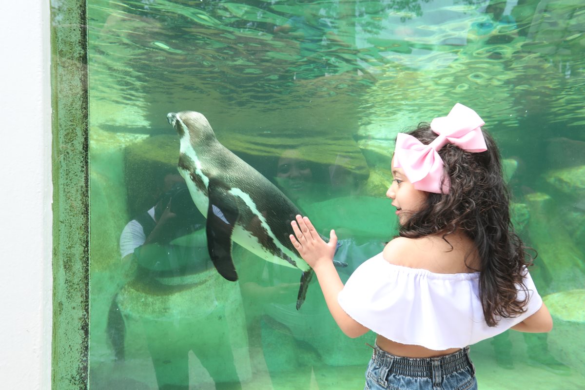 Una niña disfruta al observar los pingüinos en el Zoológico La Aurora. (Foto Prensa Libre: Óscar Felipe Q.)