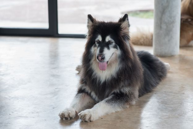 Los perros entrenados pueden ir a las oficinas de Google. (GETTY IMAGES)