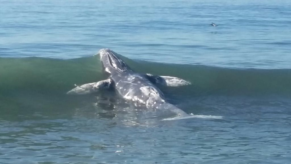 El hallazgo de los retos del cetáceo ocurrió en una de las playas de Taxisco. (Foto Prensa Libre: Sucely Hernández)