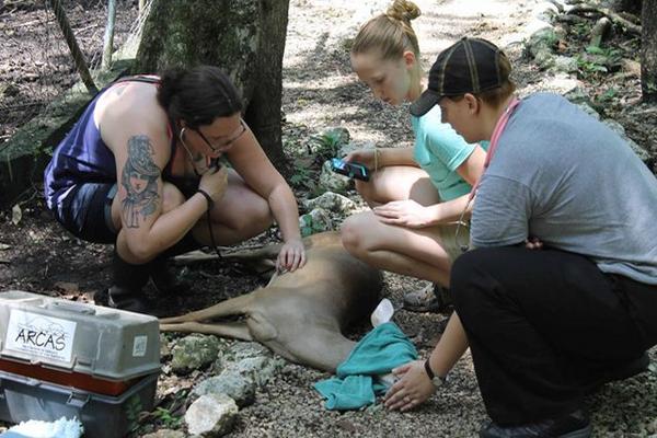 A los  animales grandes se les seda para poder tratarlos médicamente  en el refugio de Arcas, donde colaboran 16 voluntarios de diferentes países. (Foto Prensa Libre: Walfredo Obando)