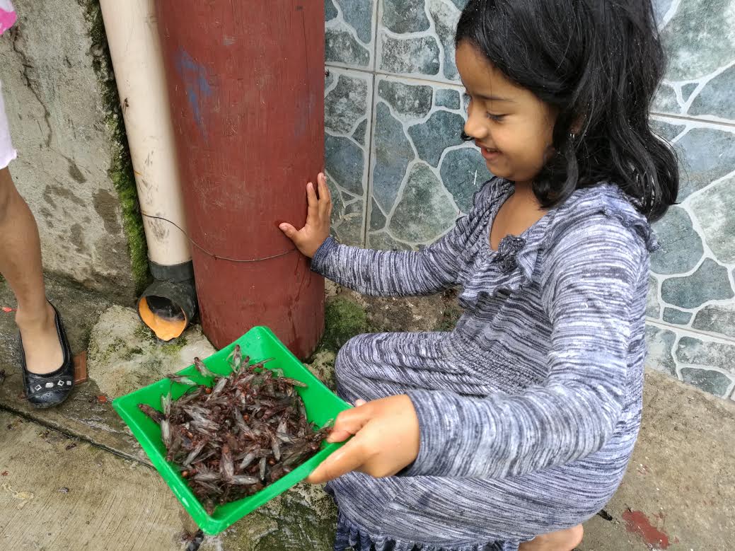 Una niña recoge decenas de zompopos en Barberena, Santa Rosa. (Foto Prensa Libre: Oswaldo Cardona)