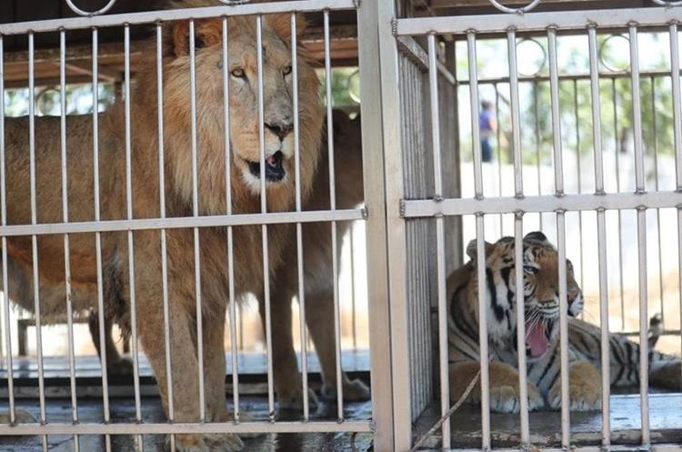 Los propietarios del Circo Hermanos Ponce trasladaron recientemente a sus animales a un predio de Chimaltenango, para ponerlos a salvo, pues aseguran que el sábado último hombres armados dispararon contra el terreno donde estos permanecían en El Jocotillo, Villa Canales. (Foto Prensa Libre: Érick Ávila)