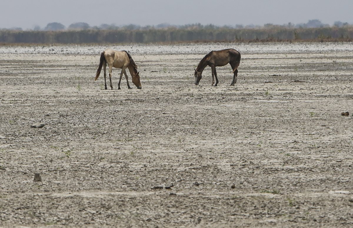 Caballos tratan de encontrar comida en lo que una vez fue la laguna Tisma, en Masaya, Nicaragua. (Foto Prensa Libre: AFP).