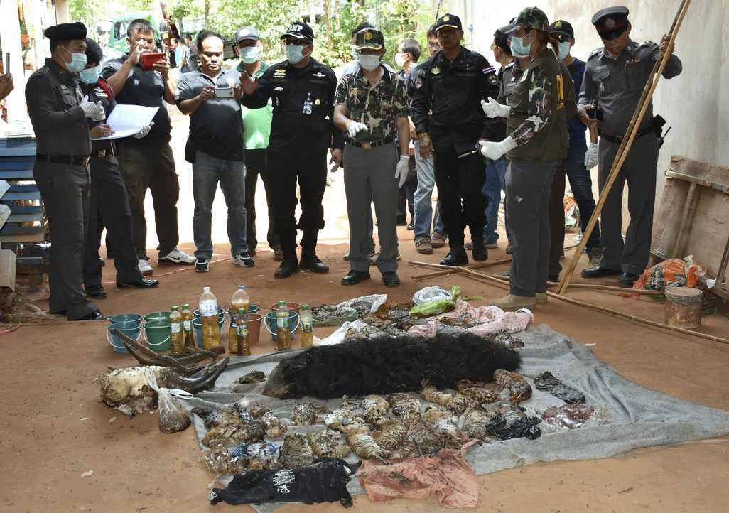 Responsable de Fauna y policías revisan los cadáveres de varias crías de tigre durante el registro al Templo del Tigre en la provincia de Kanchanaburi, Tailandia. (Foto Prensa Libre: EFE).