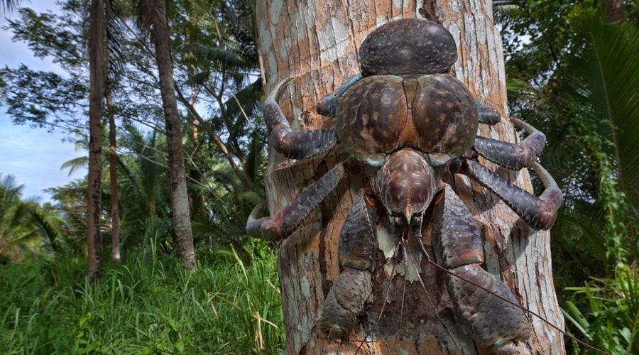 Los cangrejos de los cocoteros miden más de un metro y tienen una fuerza descomunal. (Foto: Hemeroteca PL).