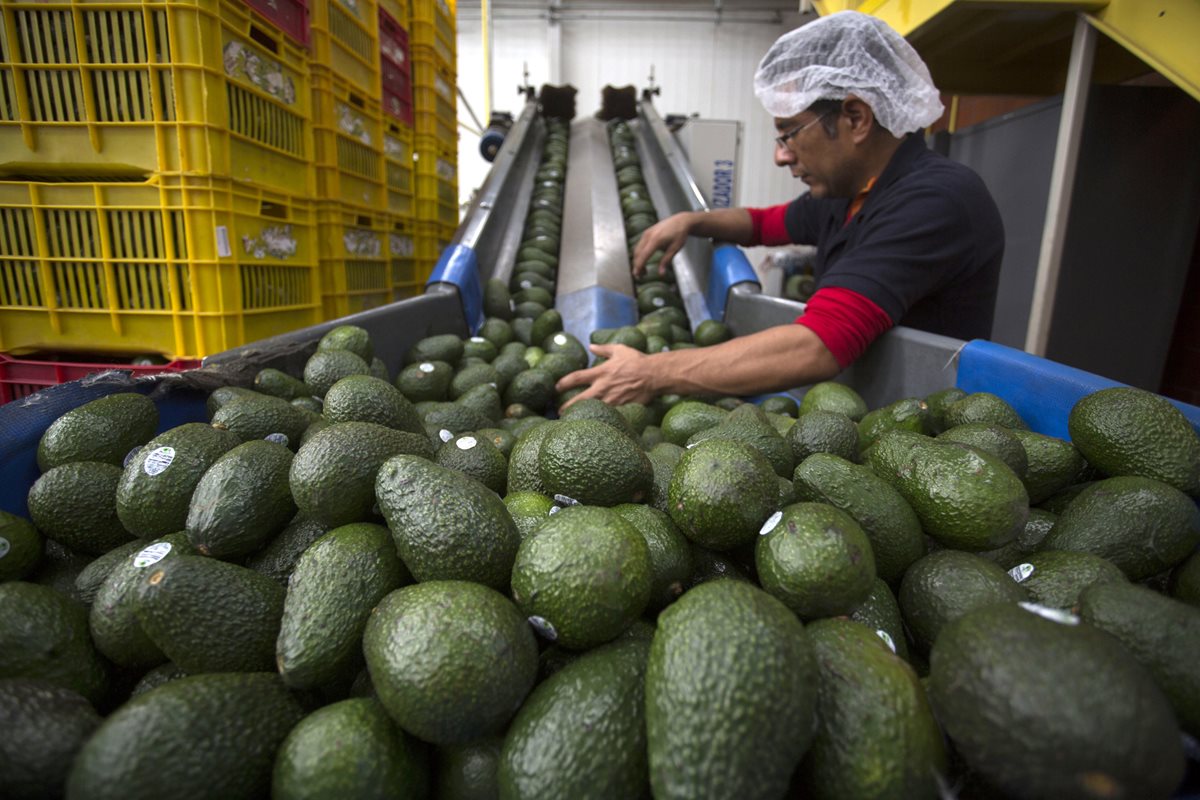 El aguacate mexicano coronará una temporada histórica de producción con un lugar reservado en las mesas de los estadounidenses para el LII Super Bowl.(Foto Prensa Libre: EFE)