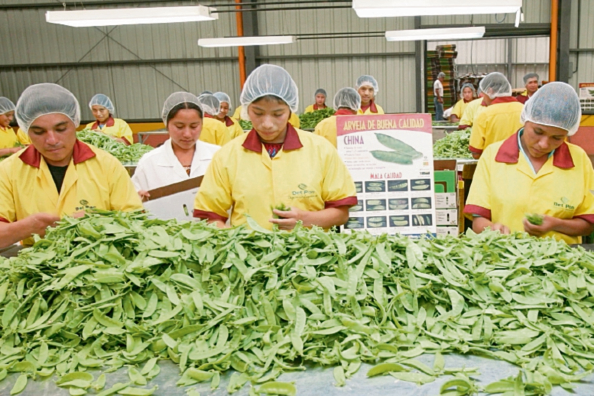 Arvejas y ejote francés guatemaltecos son bien aceptados en el mercado estadounidense. (FOTO PRENSA LIBRE: JORGE CASTILLO)