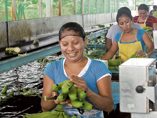 Siete de cada 10 migrantes laborales guatemaltecos en México se emplean en las actividades agropecuarias. (Foto Prensa Libre: Hemeroteca)