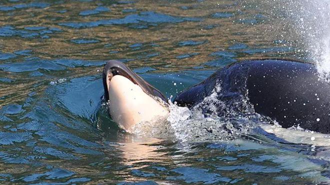 La madre volvía a sacar a su cría muerta a flote, cada vez que se iba a hundir. Foto: CENTRO DE INVESTIGACIÓN DE BALLENAS.