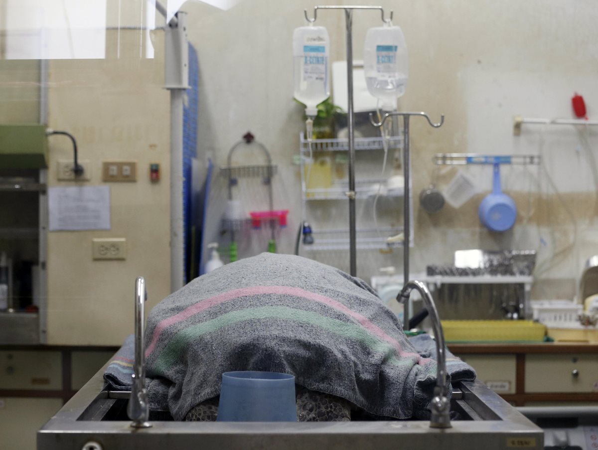 Tras una delicada operación, la tortuga tailandesa finalmente murió. (Foto Prensa Libre: EFE)