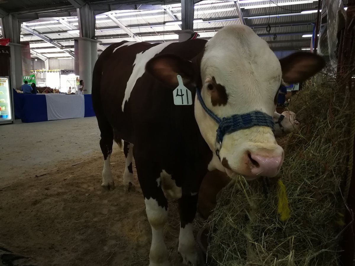 Durante esta semana se lleva a cabo la Semana del Ganadero y Expoleche 2017 en el Parque de la Industria de la Zona 9. (Foto Prensa Libre: Paulo Raquec)