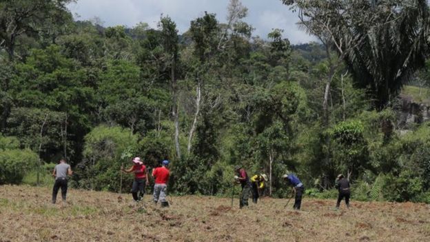 Los exrebeldes han estado trabajando la tierra como parte de sus nuevas tareas tras la desmovilización.