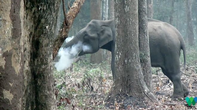 El video lo grabó Vinay Kumar, el director asociado de la Sociedad para la Conservación de la Vida Silvestre de India, en abril de 2016. (Foto: cortesía de WCS)