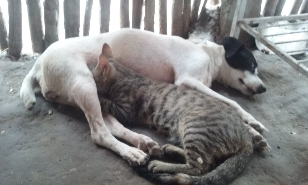 Perrita amamanta a gatita en comunidad de Flores, Petén. (Foto Prensa Libre: Rigoberto Escobar)