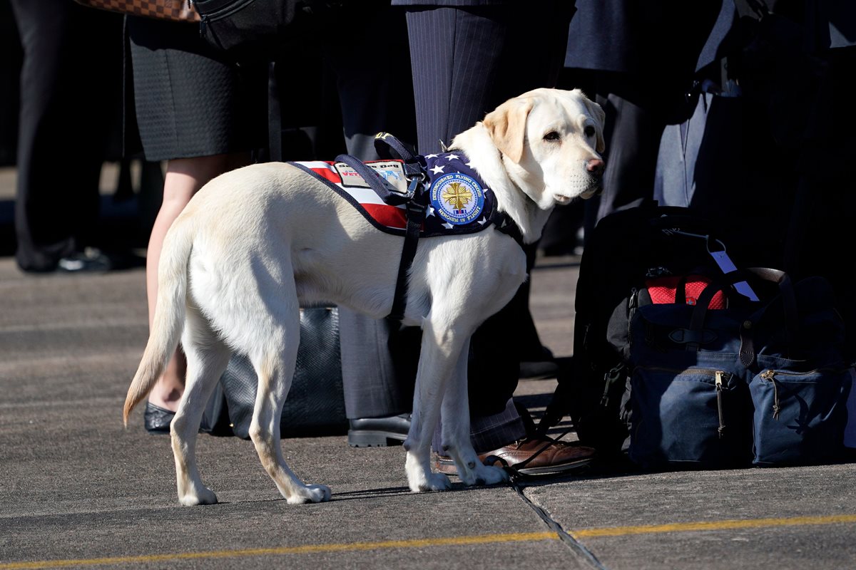 Sully, el perro labrador de Bush, en pleno servicio en Houston. (Foto Prensa Libre: AFP)