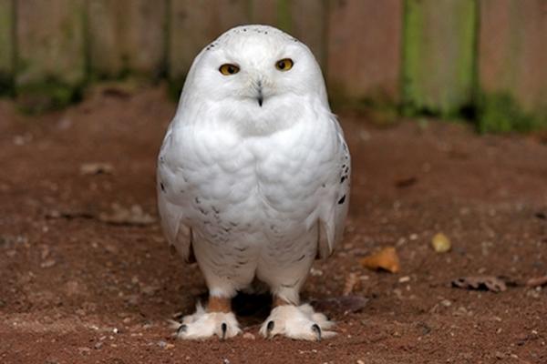 Las lechuzas son animales que anuncian la muerte, según las creencias supersticiosas.