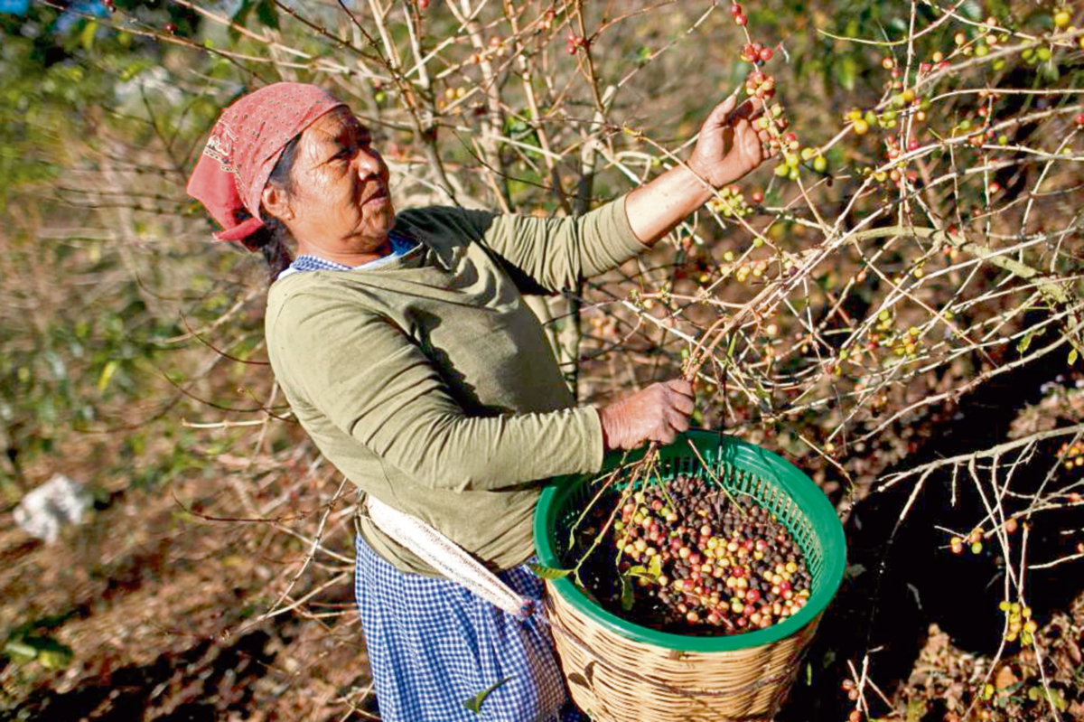 productores de café dejarían de aplicar fungicidas para el combate de la roya por falta de apoyo financiero. Este año recibieron Q10 millones.