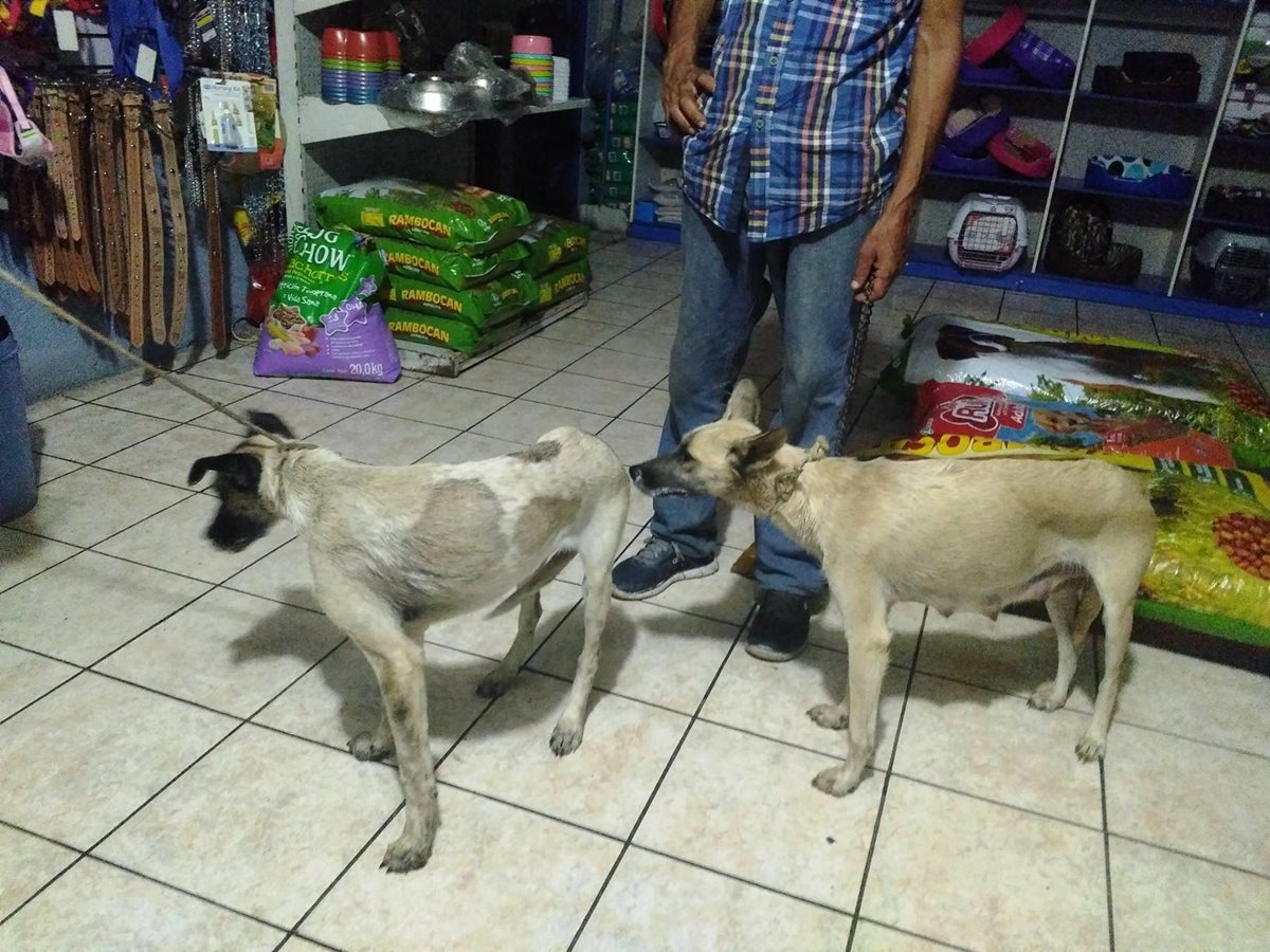 Dos perros que aún fueron encontrados con vida fueron llevados a una veterinaria. (Foto Prensa Libre: Mario Morales)