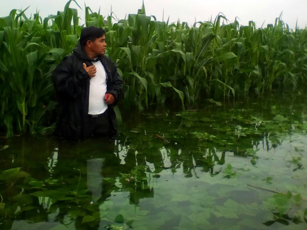 Un agricultor de Quimala, Chisec, Alta Verapaz, observa los cultivos de maíz que fueron dañados por el desborde del río Chixoy. (Foto Prensa Libre: Eduardo Sam)