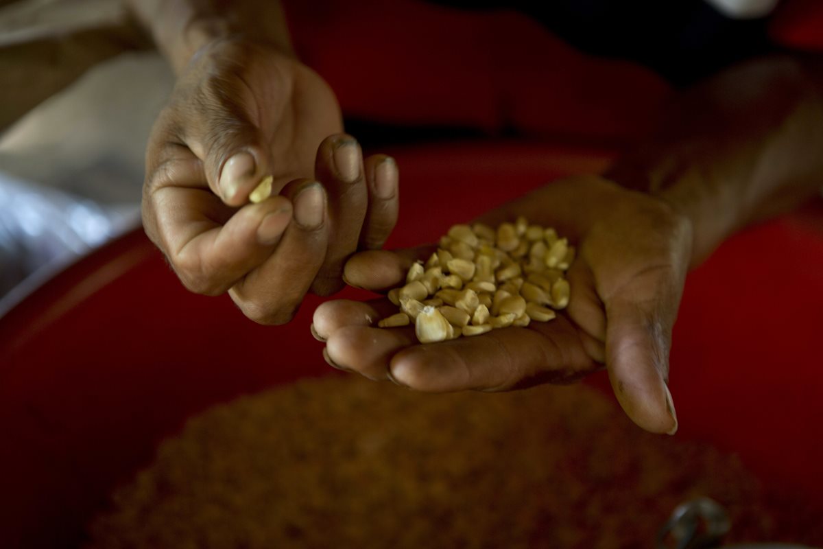 Cultivos afectados por la sequía en San Juan Ermita, Guatemala. (Foto Prensa Libre: AP Moises Castillo)