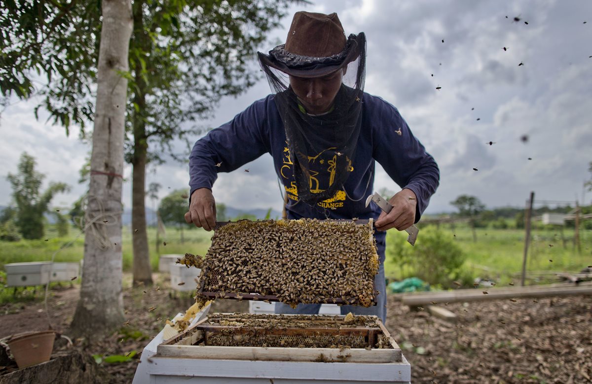 Un investigador universitario comprueba la calidad de las colmenas previo a instalarlas en el perímetro de una granja, para ahuyentar a los elefantes. (Foto Prensa Libre: AP).