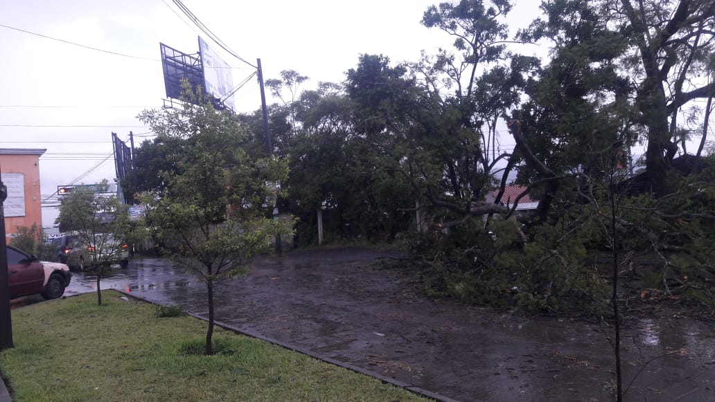 Árbol en Condado El Carmen, Villa Nueva.  (Foto Prensa Libre: Cortesía Conred)