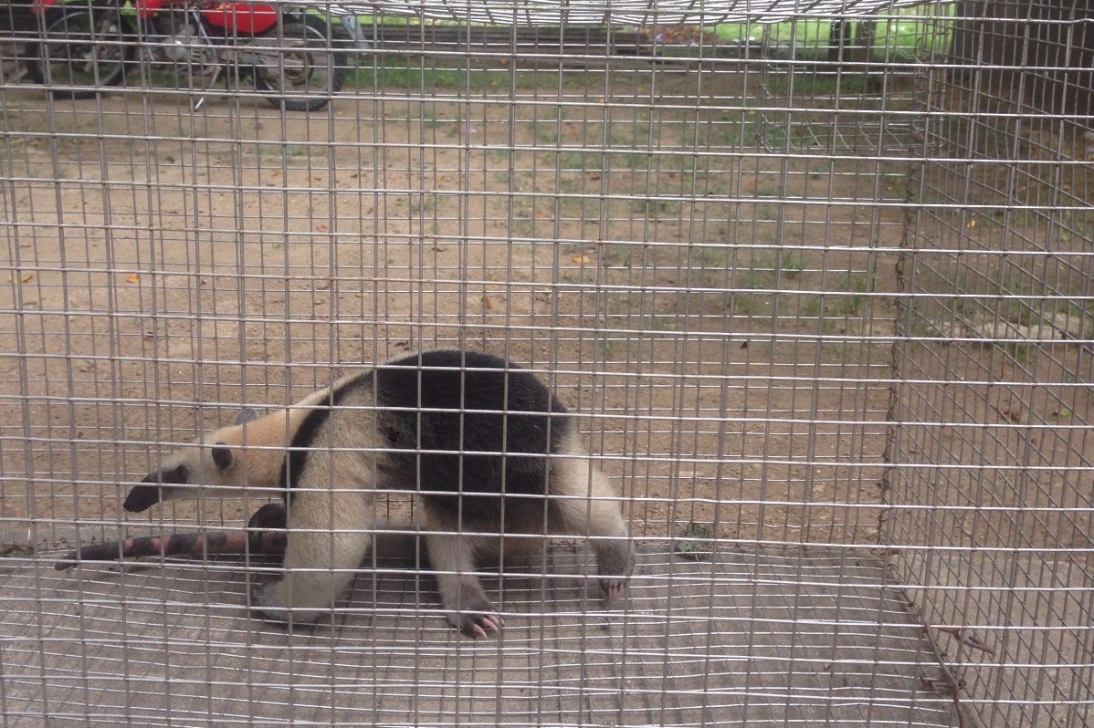 El oso hormiguero fue rescatado y trasladado hacia instalaciones del Conap, en Poptún, Petén. (Foto Prensa Libre: Conap)