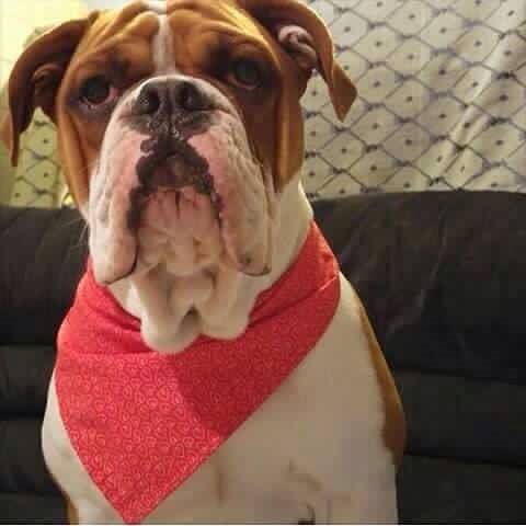 El Gordo, es el nombre del perro desaparecido que defendió a Melvin González, de 24 años, quien falleció luego de ser baleado. (Foto Prensa Libre: Facebook)