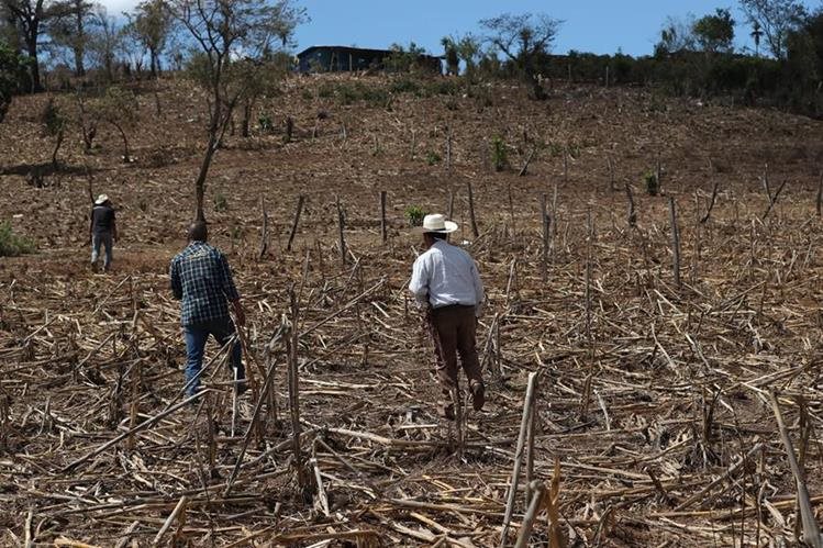 Agriculturoes guatemaltecos fueron afectados por la canícula prolongada de este año. (Foto Prensa Libre: Hemeroteca PL)