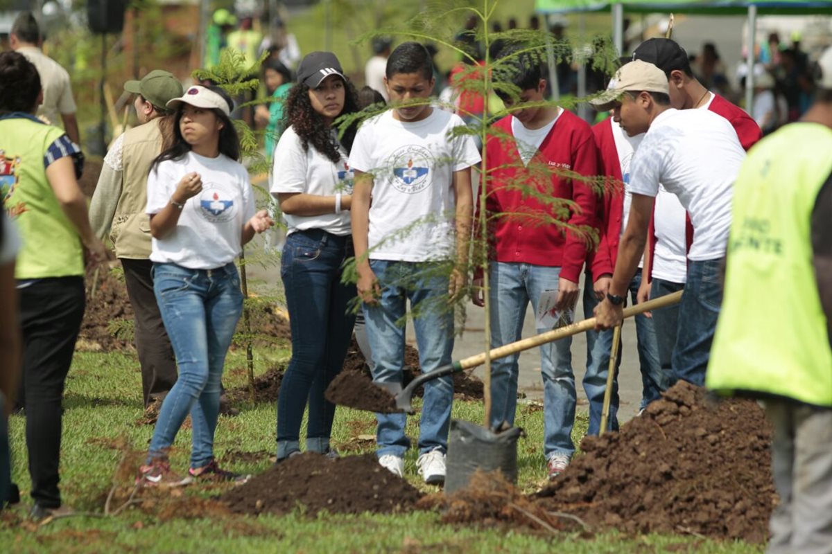 Entre las especies que fueron sembradas en el bulevar Juan Pablo II figuran jacarandas. (Foto Prensa Libre: Carlos Hernández Ovalle)