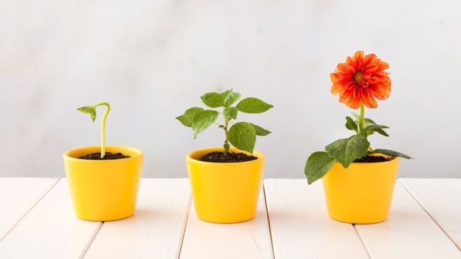 Las angioespermas producen flores y frutas que contienen las semillas. GETTY IMAGES