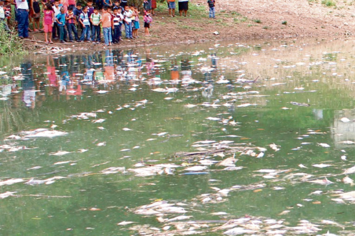 Miles de peces murieron días después de que comenzó la contaminación del río La Pasión.