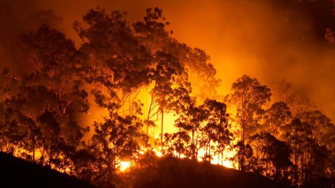 Entender mejor el comportamiento de estas aves servirá para mejorar el manejo de los incendios forestales. GETTY IMAGES