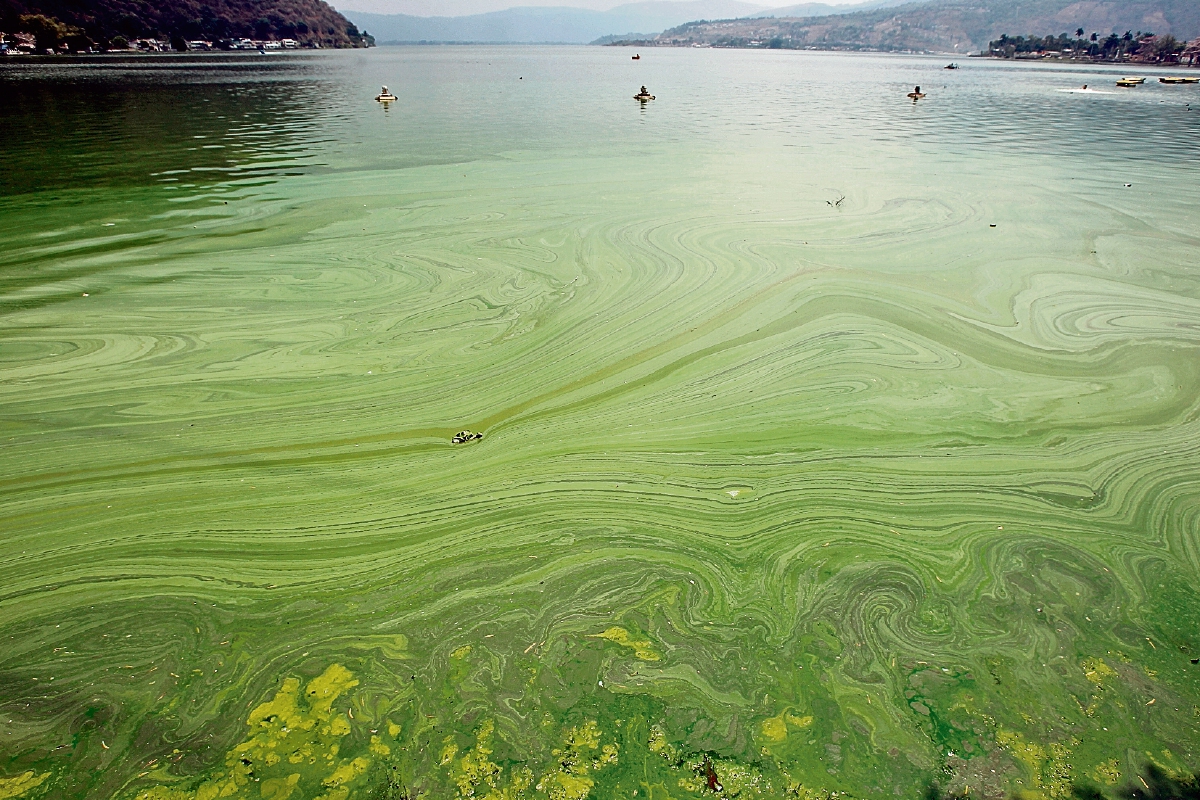 Es fácil observar el nivel de contaminación del Lago de Amatitlán debido a los desechos sólidos que son trasladados por los distintos ríos que desembocan al cuerpo de agua. (Foto Prensa Libre: Imer Lucero)