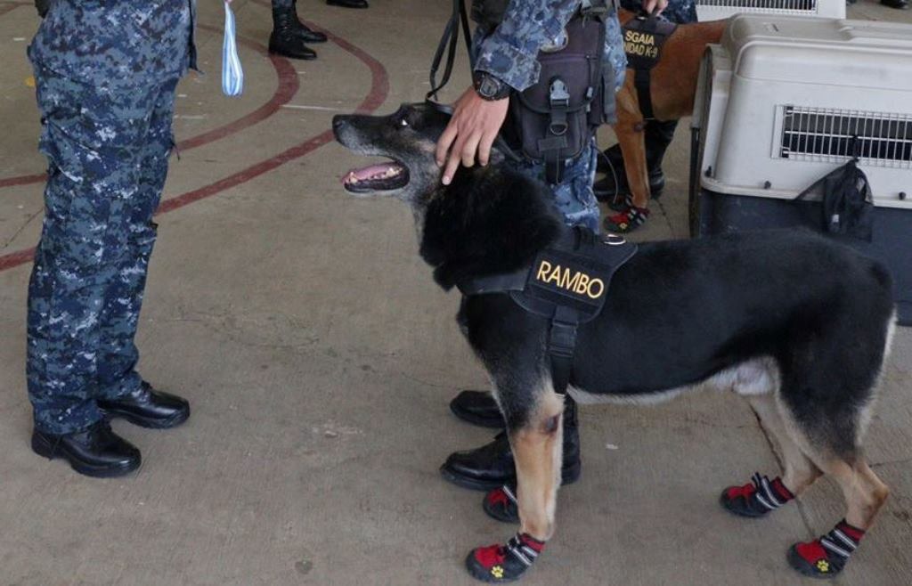 Rambo era un pastor alemán que fue asignado para prestar servicio en la Subdirección General de Análisis e Información Antinarcótica de la PNC. (Foto Prensa Libre: PNC Guatemala)