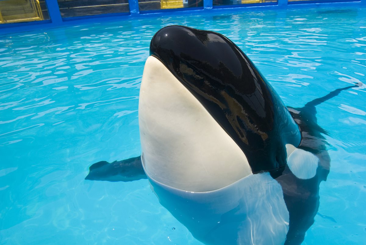 Lolita, en el Miami Seaquarium. (Foto Prensa Libre: AP)