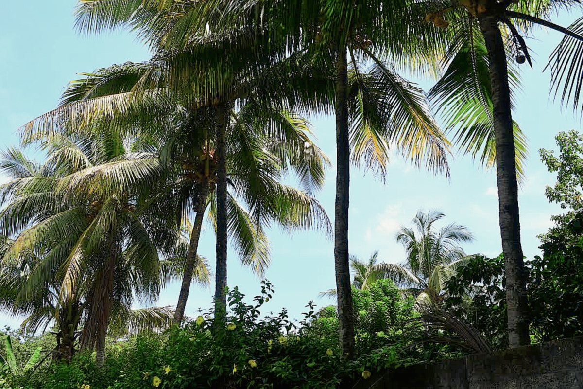 Árbol de coco - segundo de derecha a izquierda - que supuestamente está encantado, en El Asintal, Retalhuleu. (Foto Prensa Libre: Jorge Tizol)