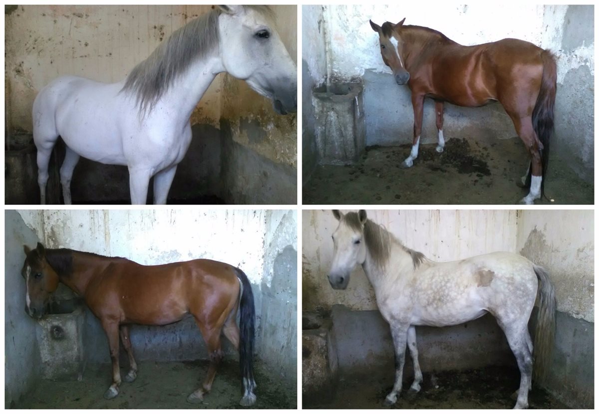 Los caballos de raza española en la escuela de equitación del Ejército de Guatemala. (Foto Prensa Libre: Hemeroteca PL)