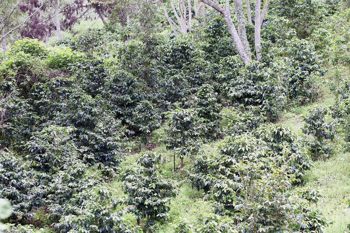 Plantación de café en el pueblo de San Juancito, al noreste de Tegucigalpa, Honduras. (Foto Prensa Libre: EFE)