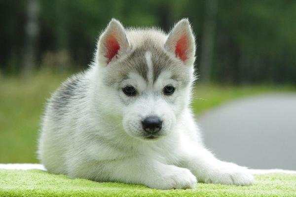 Los primeros meses de vida son sumamente determinantes para el desarrollo del perro.<br _mce_bogus="1"/>