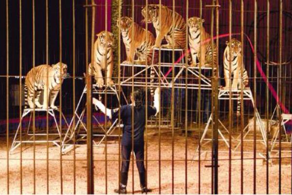 Tarzan López captado durante un entrenamiento con los felinos del circo Rey Gitano. (Foto Prensa Libre: Tarzan López) <br _mce_bogus="1"/>