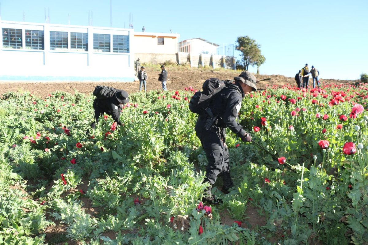 Una de las áreas donde se efectúa la erradicación de amapola en Ixchiguán. (Foto Prensa Libre: Whitmer Barrera).