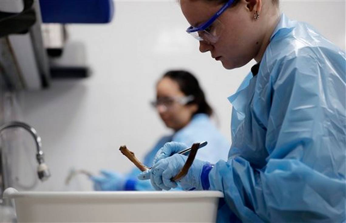 Estudiantes trabajan en la limpieza del esqueleto de un inmigrante que murió junto a la frontera EE. UU.-México, en el Laboratorio de Antropología Forense en San Maxcos, Texas. (Foto Prensa Libre: AP)