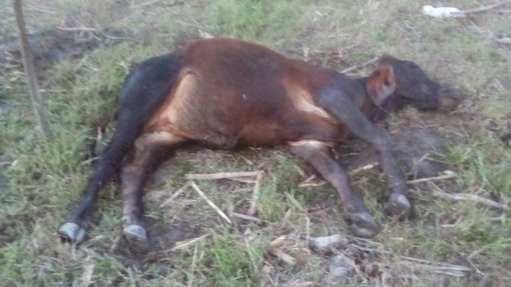 Una de las reses muertas en Camotán, Chiquimula. (Foto Prensa Libre: Víctor Gómez).