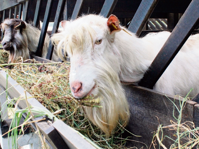 En la actualidad, Ceprocal cuenta con 203 ejemplares, entre sementales, cabras y crías.