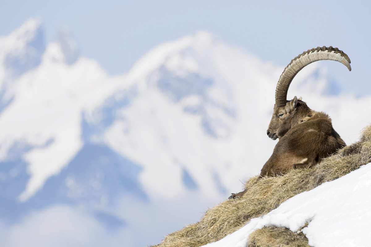 La senderista se apartó para observar cabras, en los Alpes fanceses. (Foto Prensa Libre: EFE)