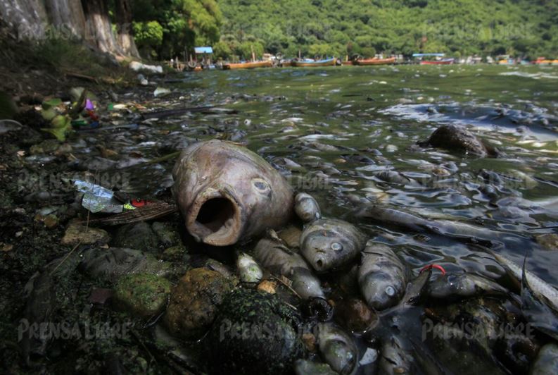 Cientos de peces aparecieron muertos y comenzaron a acumularse durante el fin de semana en las playas de Amatitlán. (Foto Prensa Libre: Esbin García)