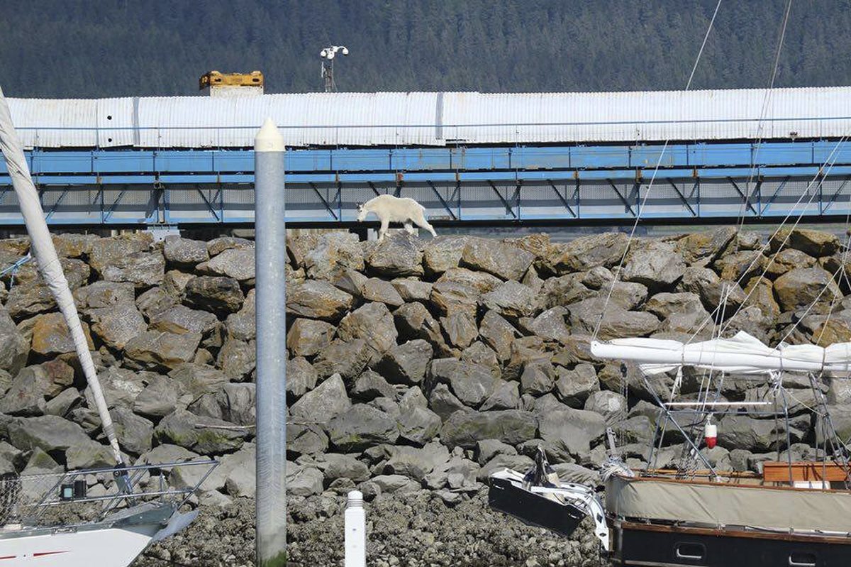 La cabra se lanzó al mar al notar la presencia de muchas personas que intentaban fotografiarla. (Foto Prensa Libre: AP).