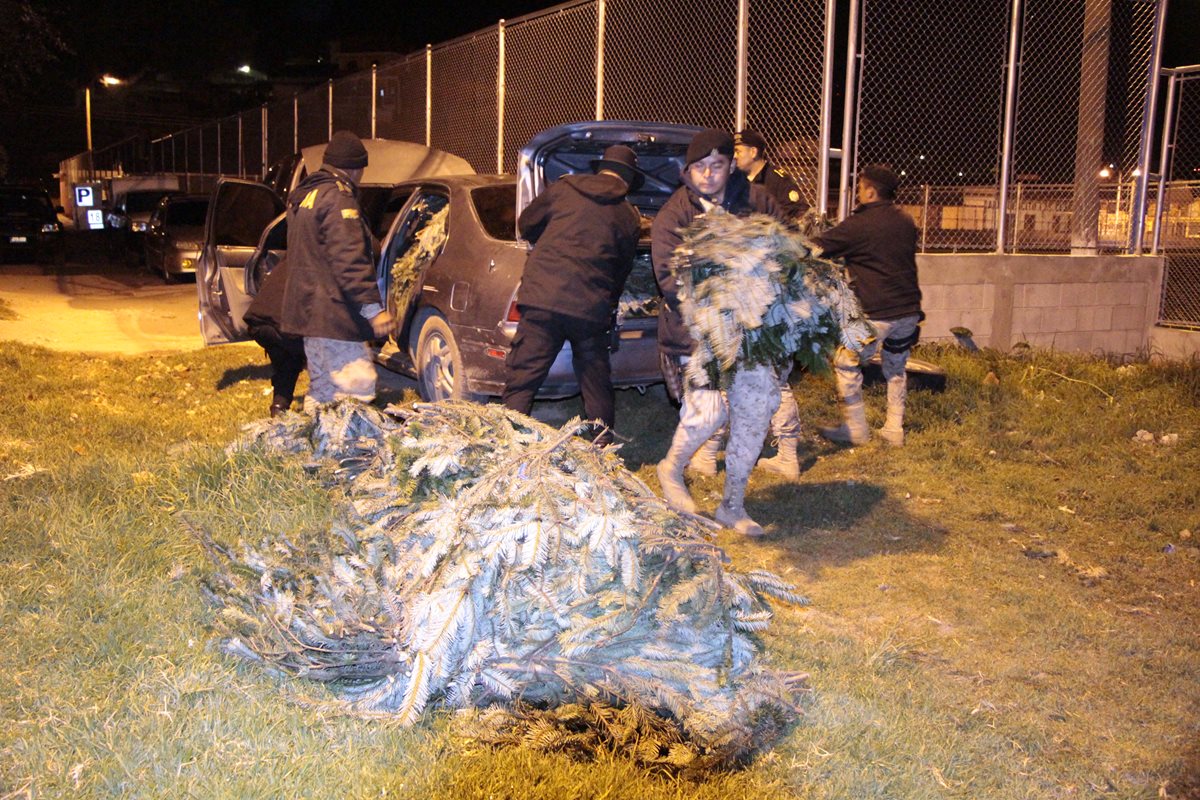 Agentes de Diprona contabilizan ramillas de pinabete decomisado en San Cristóbal Totonicapán. (Foto Prensa Libre: Édgar Domínguez)